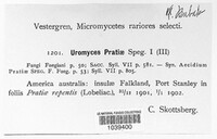 Uromyces pratiae image